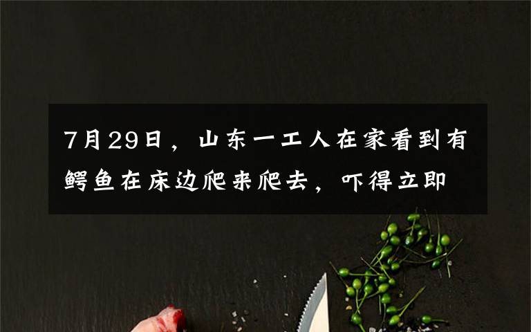 7月29日,山东一工人在家看到有鳄鱼在床边爬来爬去,吓得立即报警。消防员赶来也怕了,直呼“有