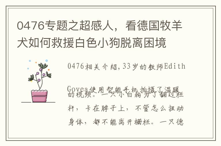 0476专题之超感人,看德国牧羊犬如何救援白色小狗脱离困境
