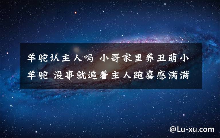 羊驼认主人吗 小哥家里养丑萌小羊驼 没事就追着主人跑喜感满满