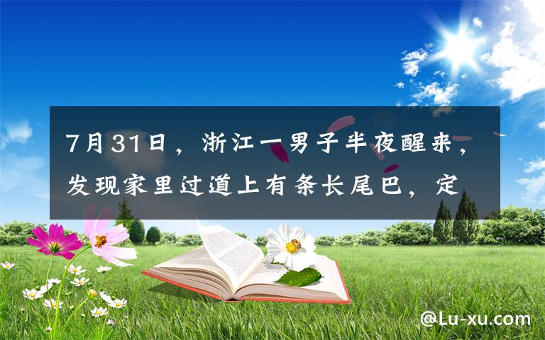7月31日,浙江一男子半夜醒来,发现家里过道上有条长尾巴,定睛一看吓得报警。