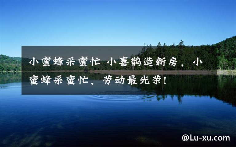 小蜜蜂采蜜忙 小喜鹊造新房，小蜜蜂采蜜忙，劳动最光荣!