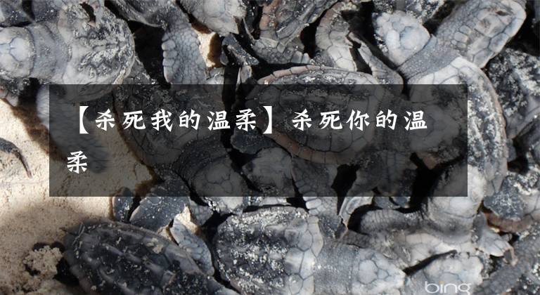 【杀死我的温柔】杀死你的温柔