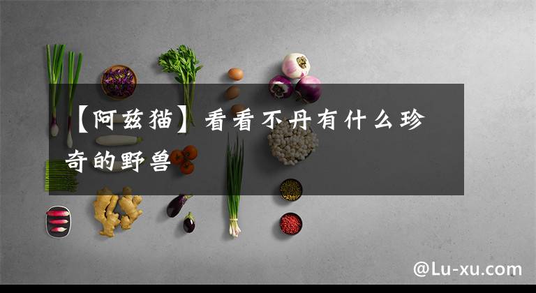 【阿兹猫】看看不丹有什么珍奇的野兽