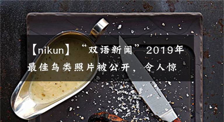 【nikun】“双语新闻”2019年最佳鸟类照片被公开,令人惊讶