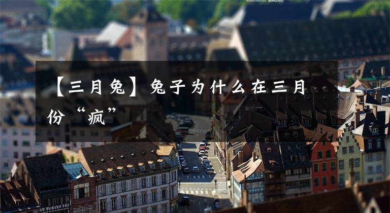 【三月兔】兔子为什么在三月份“疯”