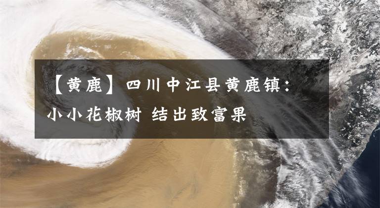 【黄鹿】四川中江县黄鹿镇:小小花椒树 结出致富果