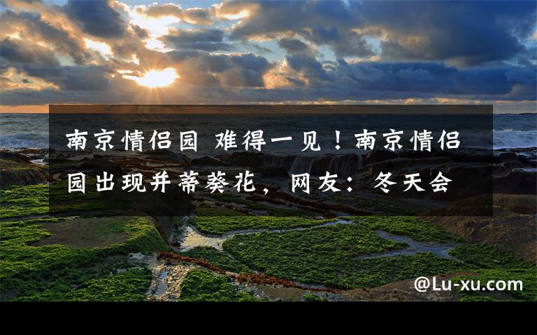 南京情侣园 难得一见!南京情侣园出现并蒂葵花,网友:冬天会不会有并蒂梅?