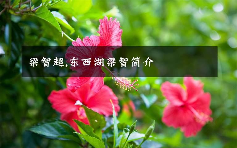 梁智超,东西湖梁智简介