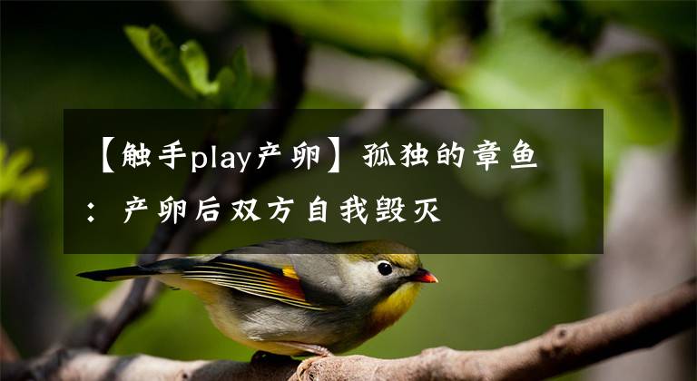 【触手play产卵】孤独的章鱼:产卵后双方自我毁灭
