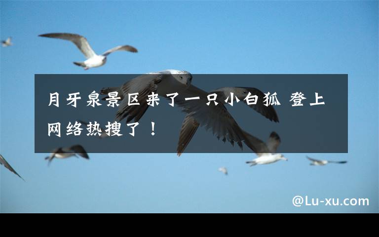 月牙泉景区来了一只小白狐 登上网络热搜了!