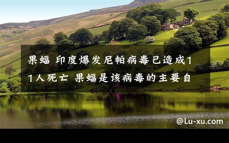果蝠 印度爆发尼帕病毒已造成11人死亡 果蝠是该病毒的主要自然宿主