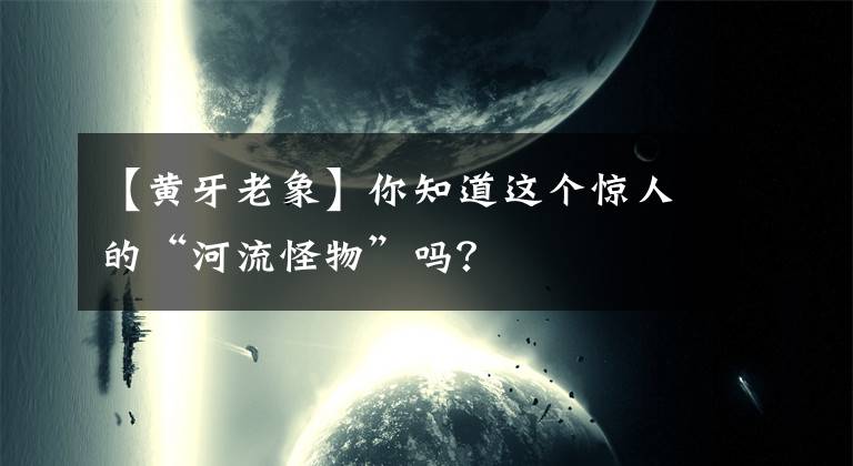 【黄牙老象】你知道这个惊人的“河流怪物”吗？