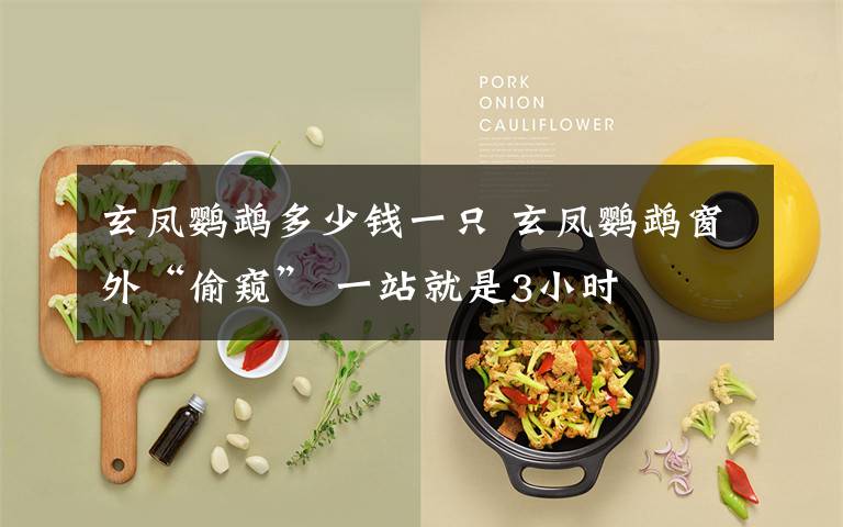 玄凤鹦鹉多少钱一只 玄凤鹦鹉窗外“偷窥” 一站就是3小时