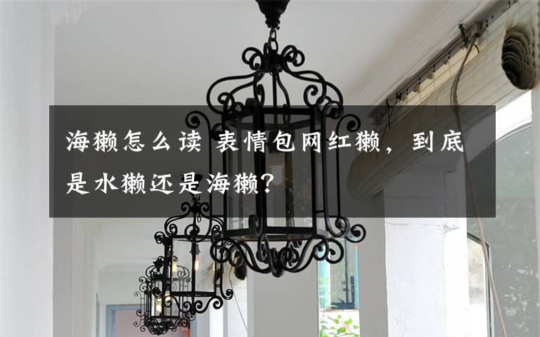 海獭怎么读 表情包网红獭,到底是水獭还是海獭?