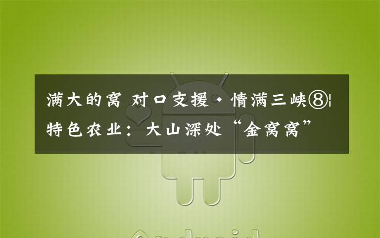 满大的窝 对口支援·情满三峡⑧|特色农业:大山深处“金窝窝” 土洋芋成大产业