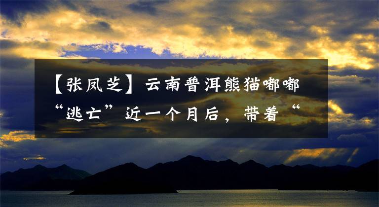 【张凤芝】云南普洱熊猫嘟嘟“逃亡”近一个月后,带着“恋人”再次出现。