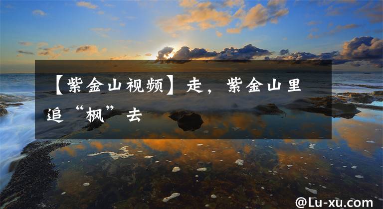 【紫金山视频】走，紫金山里追“枫”去