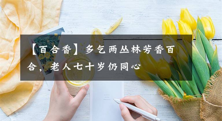 【百合香】多乞两丛林芳香百合,老人七十岁仍同心