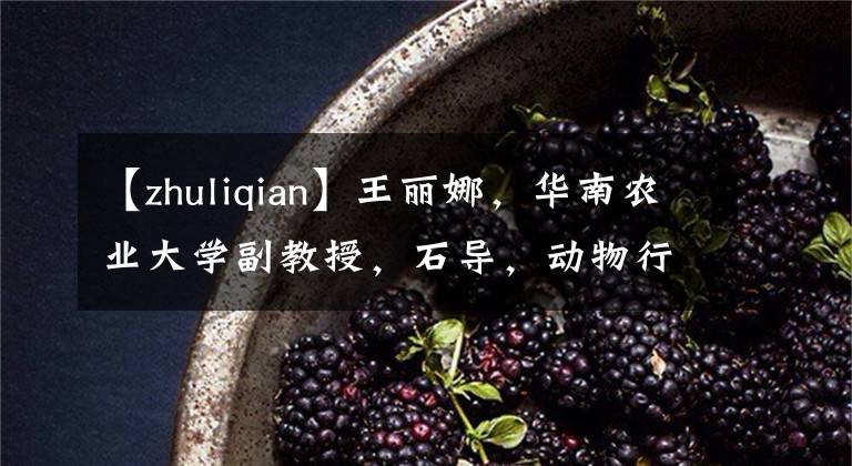 【zhuliqian】王丽娜,华南农业大学副教授,石导,动物行为福利研究专家。