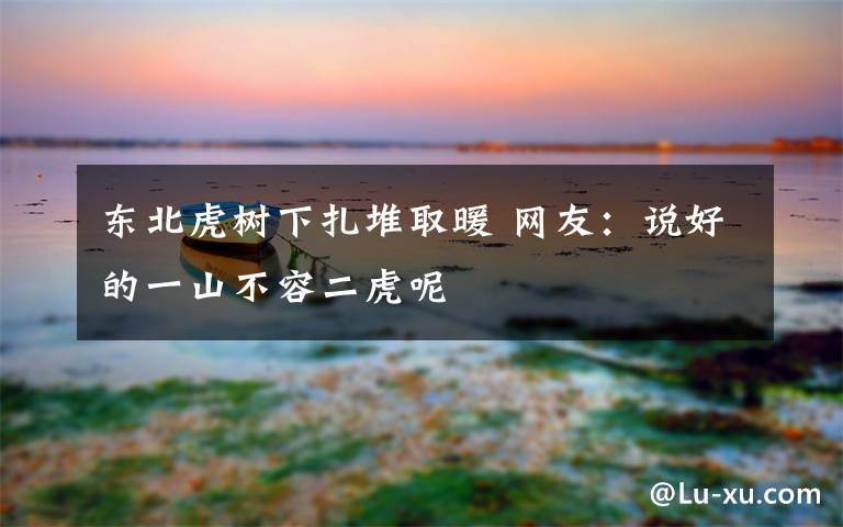 东北虎树下扎堆取暖 网友:说好的一山不容二虎呢