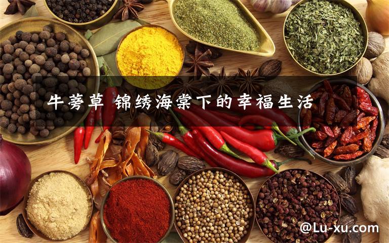 牛蒡草 锦绣海棠下的幸福生活