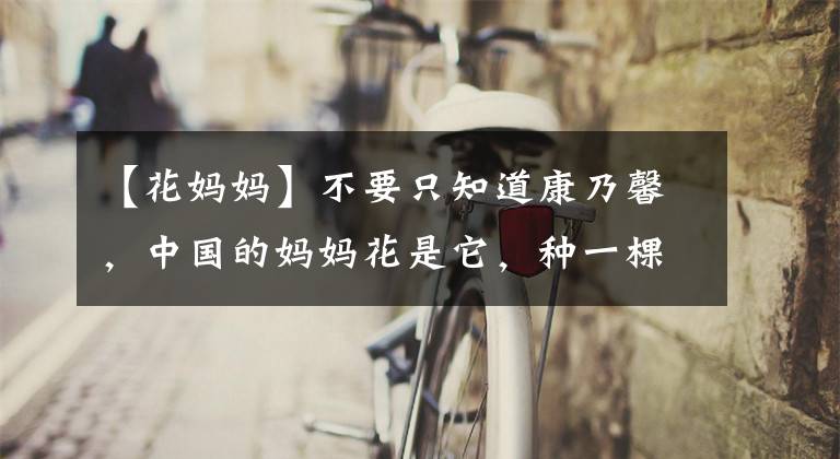 【花妈妈】不要只知道康乃馨,中国的妈妈花是它,种一棵就能忘记忧虑