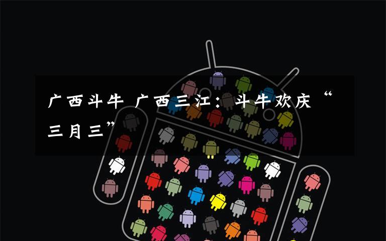 广西斗牛 广西三江:斗牛欢庆“三月三”