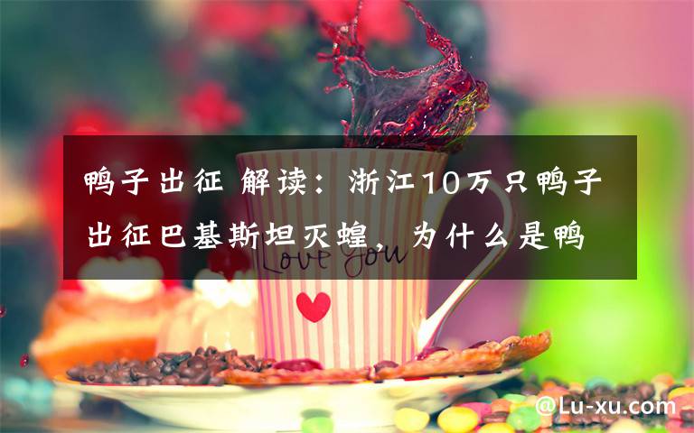 鸭子出征 解读:浙江10万只鸭子出征巴基斯坦灭蝗,为什么是鸭子?如何出发?