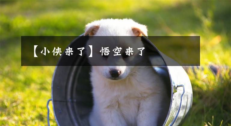 【小侠来了】悟空来了