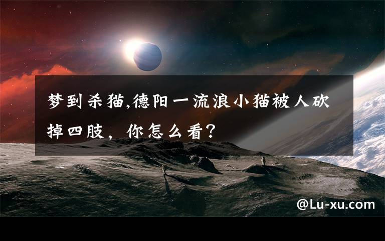 梦到杀猫,德阳一流浪小猫被人砍掉四肢，你怎么看？