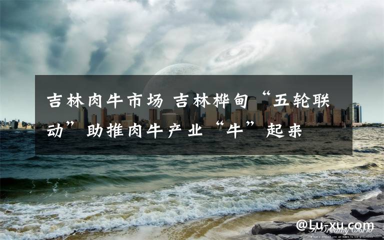 吉林肉牛市场 吉林桦甸“五轮联动”助推肉牛产业“牛”起来