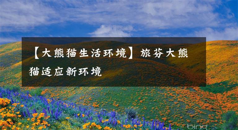 【大熊猫生活环境】旅芬大熊猫适应新环境