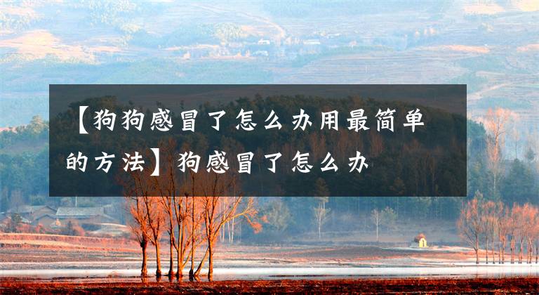【狗狗感冒了怎么办用最简单的方法】狗感冒了怎么办