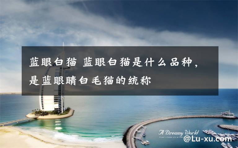 蓝眼白猫 蓝眼白猫是什么品种,是蓝眼睛白毛猫的统称