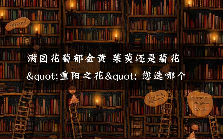 满园花菊郁金黄 茱萸还是菊花 "重阳之花" 您选哪个?