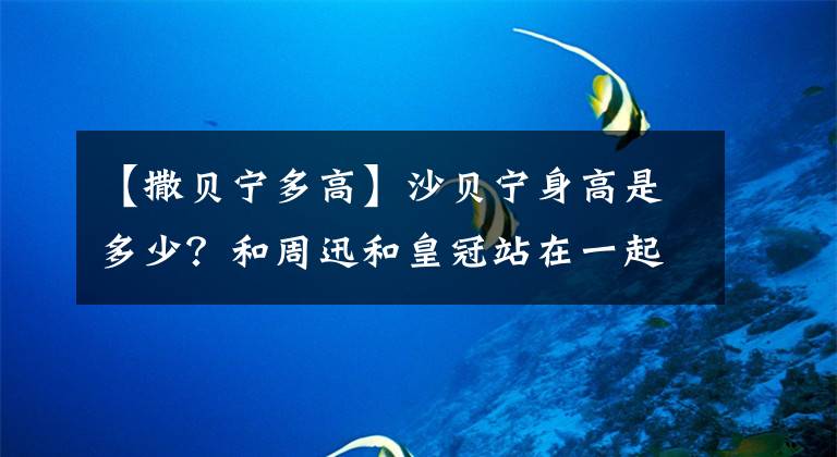 【撒贝宁多高】沙贝宁身高是多少？和周迅和皇冠站在一起，一眼就能看出是谁对身高撒谎。