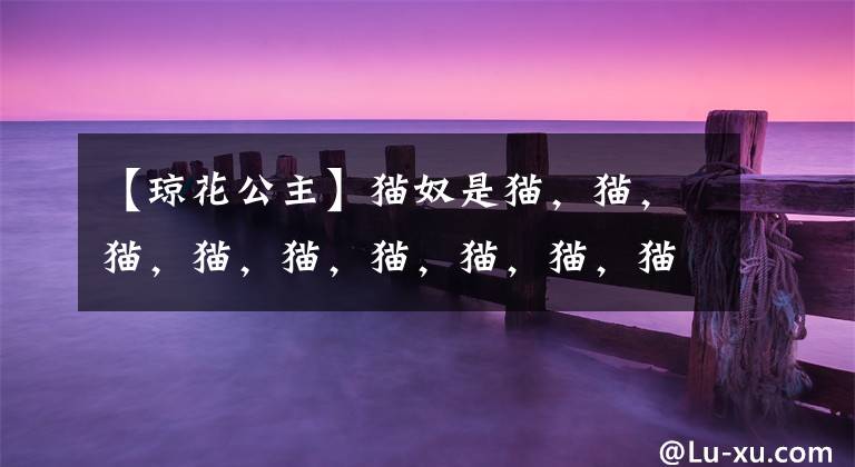 【琼花公主】猫奴是猫,猫,猫,猫,猫,猫,猫,猫,猫,猫,猫,猫,猫,猫。