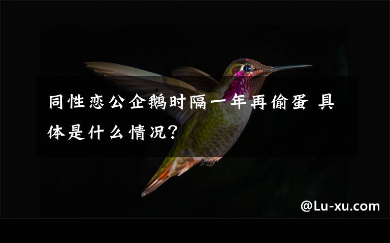 同性恋公企鹅时隔一年再偷蛋 具体是什么情况?