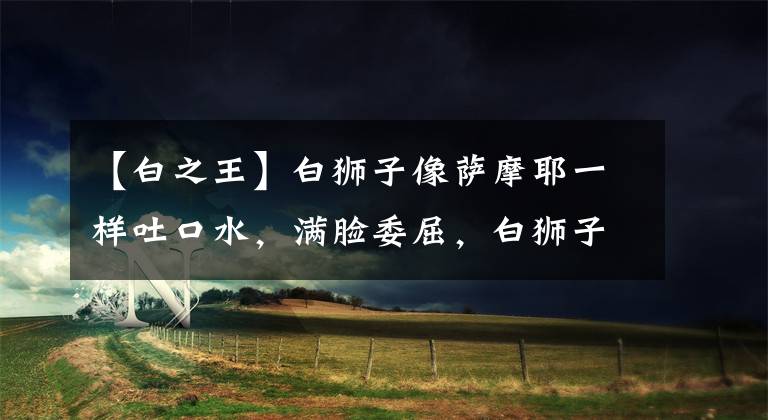 【白之王】白狮子像萨摩耶一样吐口水,满脸委屈,白狮子:我是丛林之王!