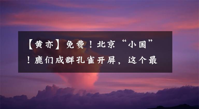 【黄亦】免费！北京“小国”！鹿们成群孔雀开屏，这个最大的湿地公园已经翻得很漂亮了！