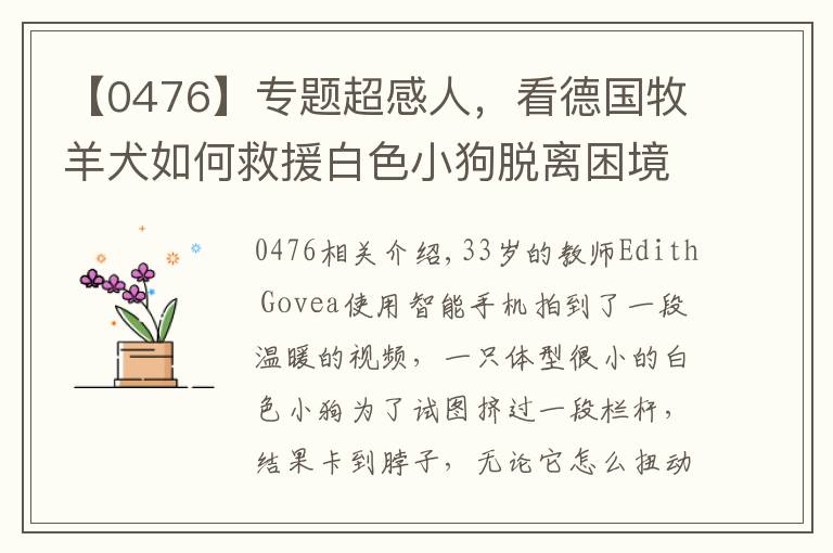 【0476】专题超感人,看德国牧羊犬如何救援白色小狗脱离困境