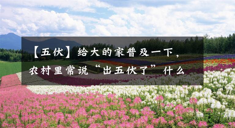 【五伏】给大的家普及一下，农村里常说“出五伏了”什么意思！