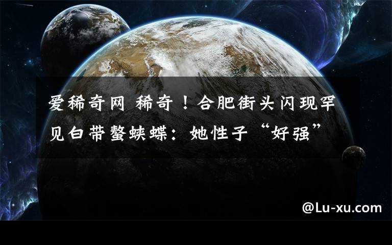 爱稀奇网 稀奇！合肥街头闪现罕见白带螯蛱蝶：她性子“好强”爱“吃盐”