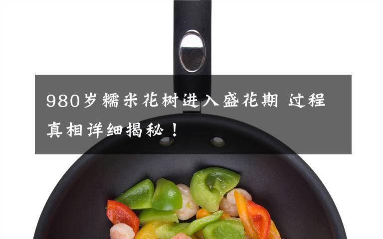 980岁糯米花树进入盛花期 过程真相详细揭秘!