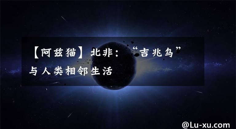 【阿兹猫】北非:“吉兆鸟”与人类相邻生活