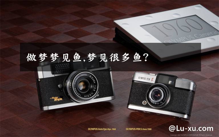 做梦梦见鱼,梦见很多鱼?