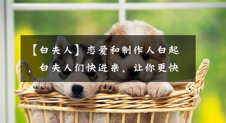 【白夫人】恋爱和制作人白起,白夫人们快进来,让你更快认识这位温柔的前辈。