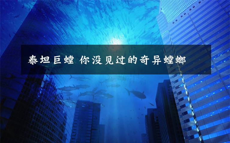 泰坦巨螳 你没见过的奇异螳螂
