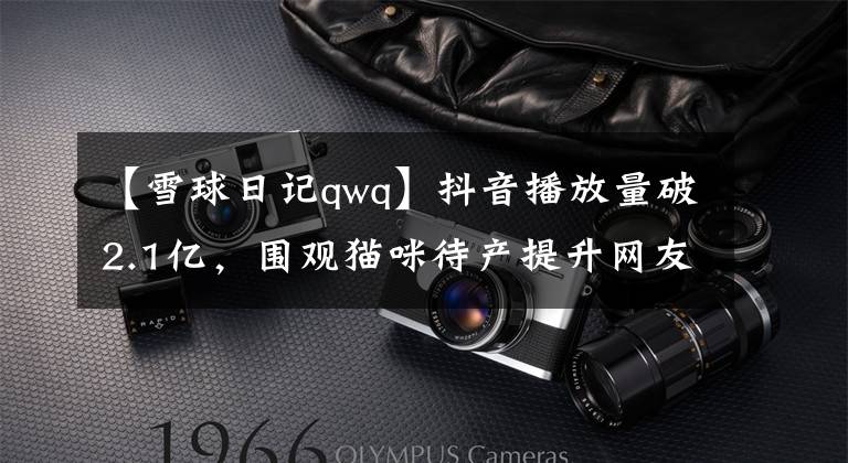 【雪球日记qwq】抖音播放量破2.1亿，围观猫咪待产提升网友幸福感