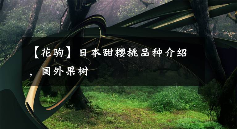 【花驹】日本甜樱桃品种介绍,国外果树